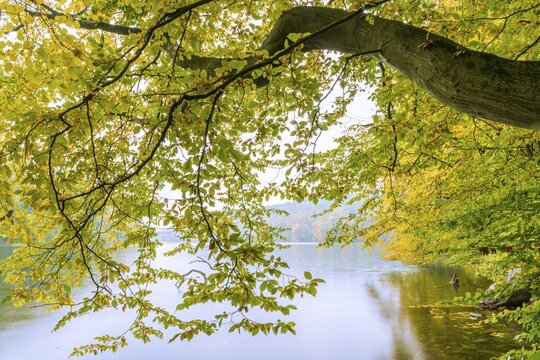 Autumn on the banks of Schmale Luzin, lake in Mecklenburg-Western Pomerania, Feldberg Lake District, Mecklenburg-Western Pomerania, Germany