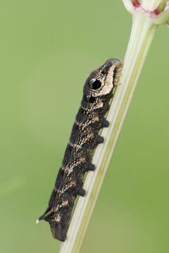 Elephant hawk-moth (Deilephila elpenor), caterpillar, North Rhine-Westphalia, Germany