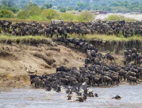 Wildebeest (Connochaetes taurinus) crossing the Mara River, Great Migration, Serengeti National Park, Tanzania
