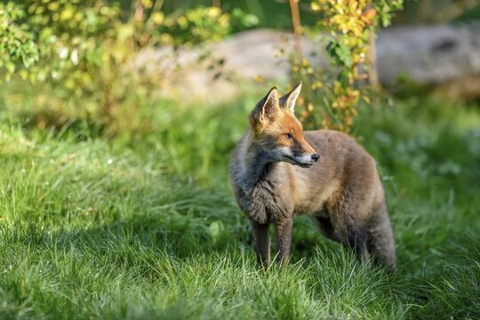 Red fox (Vulpes vulpes), captive, Rhodes, D&eacute;partement Moselle, Lorraine, France