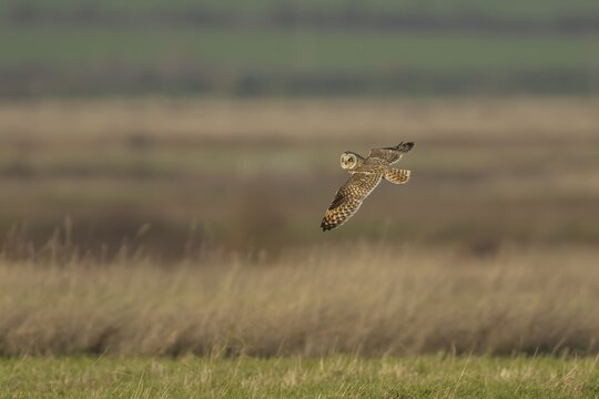 Short-eared owl (Asio flammeus) adult bird in flight over grassland, Kent, England, United Kingdom