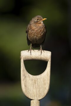 Eurasian blackbird (Turdus merula) adult female garden bird on a fork handle, England, United Kingdom