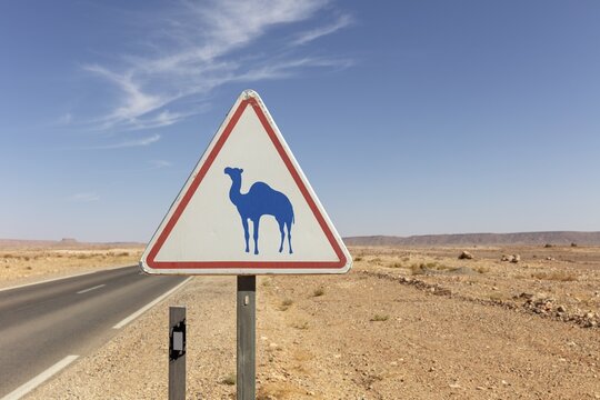 Road sign with camel warning on a desert road under blue sky, Sahara, Morocco