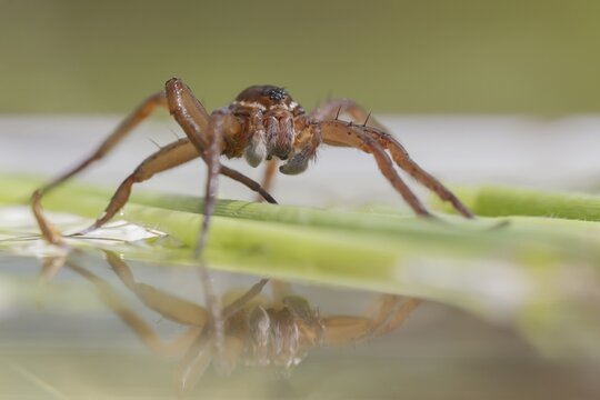 Fen raft spider (Dolomedes plantarius) adult arachnid on vegetation on the water surface of a pond in summer, England, United Kingdom