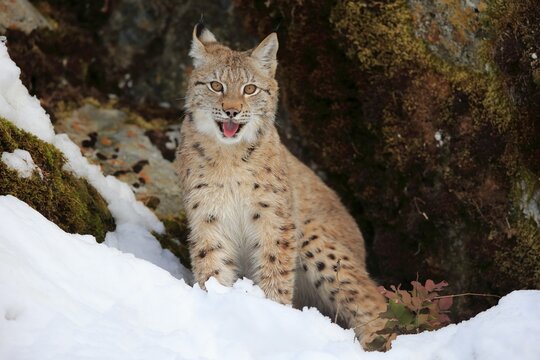 Eurasian lynx (Lynx lynx), half grown young animal, nine months old, in winter, in snow, Montana, North America, USA