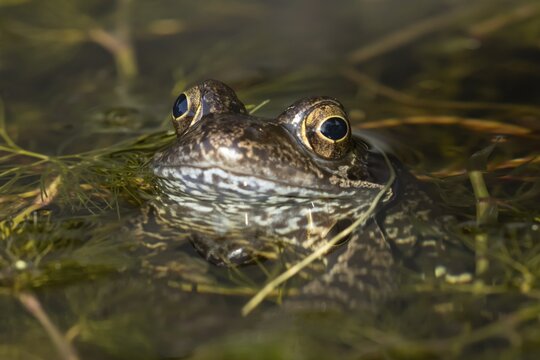 Common frog (Rana temporaria) adult amphibian on the water surface of a garden pond amongst pond weed in summer, England, United Kingdom