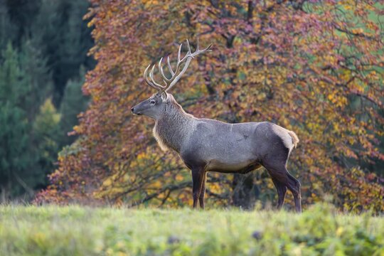 An Altai maral stag, Altai wapiti or Altai elk (Cervus canadensis sibiricus) stands in a meadow in the first light of the day. A forest in full fall foliage is in the background