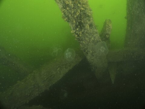 A wreck with wooden structures and passing jellyfish in a green underwater world, wreck Margareta af V&auml;t&ouml; dive site, Konabbsfj&auml;rden, Nyn&auml;shamn, Stockholm, Sweden