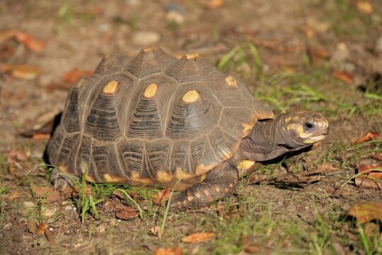 Red-footed tortoise (Geochelone carbonaria), adult, foraging, captive