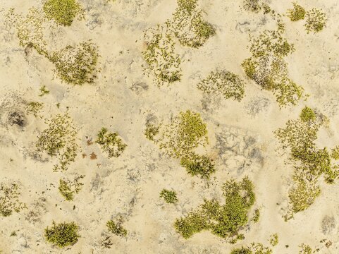 Dollar bush (Zygophyllum stapfii). Namib Desert endemic. Aerial view. Drone shot. Namib Desert, Skeleton Coast, Namibia