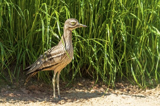 A bird stands in front of tall, green grass on a sunny, sandy ground, Stone Curlew (Burhinus oedicnemus), France