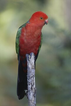 Australian King Parrot, male, Australia (Alisterus scapularis scapularis)