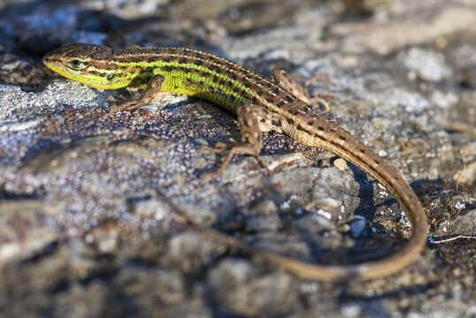 Psammodromus hispanicus, Spanish sandstrider, Spanish psammodromus, Spanish sand racer, critters, lizards, lizards, lizards, reptiles, Spain