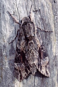 Convolvulus Hawk-moth (Agrius convolvuli), Schwaz, Tirol, Austria