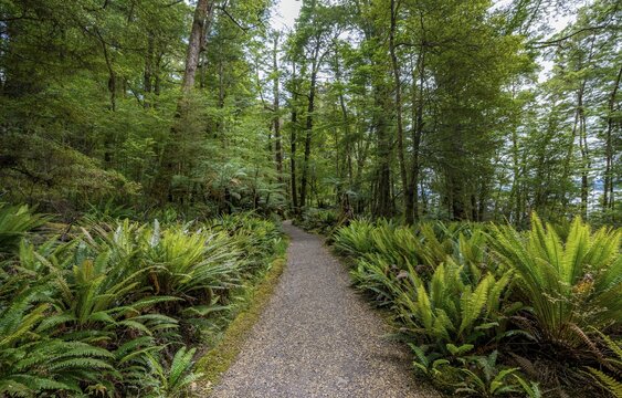Hiking trail through forest with ferns, temperate rainforest, Kepler Track, Fiordland National Park, Southland, New Zealand