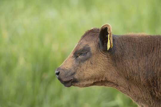 Domestic cattle or cow (Bos taurus) juvenile baby calf farm animal head portrait, England, United Kingdom