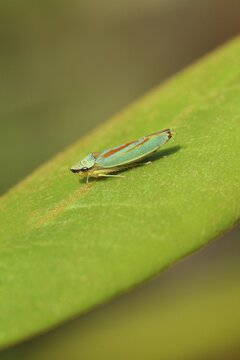 Rhododendron (Rhododendron) leafhopper (Graphocephala fennahi) sitting on leaf of a rhododendron, Wilden, North Rhine-Westphalia, Germany