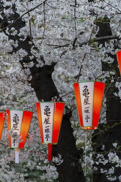 Luminous lanterns with Japanese characters hang on blossoming cherry trees, Japanese cherry blossom in spring, Hanami Fest, Chidorigafuchi Green Way, Chiyoda City, Tokyo, Japan