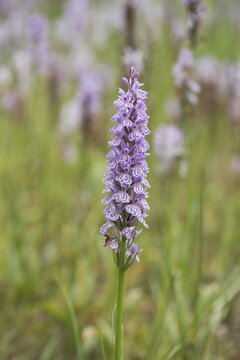 Moorland spotted orchid (Dactylorhiza maculata), North Rhine-Westphalia, Germany