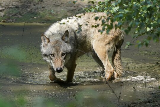 European gray wolf (Canis lupus), in a waterhole, captive