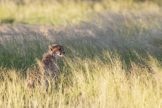 Cheetah (Acinonyx jubatus). Cub. Kalahari Desert, Kgalagadi Transfrontier Park, South Africa