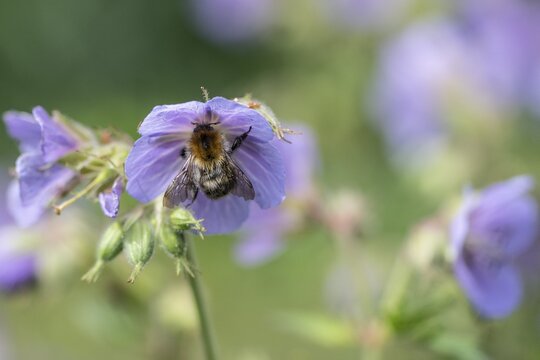 Forest bumblebee (Bombus sylvarum) on cranesbill (Geranium), Emsland, Lower Saxony, Germany