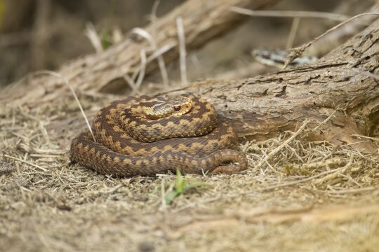 Common european adder or viper snake (Vipera berus) adult reptile basking under a Gorse bush in spring, RSPB Minsmere nature reserve, Suffolk, England, United Kingdom