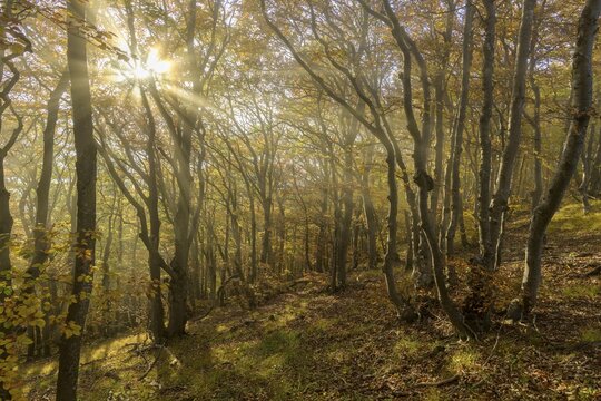 Autumnal beech forest with fog, Hocheck, Furth an der Triesting, Lower Austria, Austria