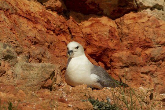 Northern Fulmar (Fulmarus glacialis) adult seabird bird on a cliff in summer, Norfolk, England, United Kingdom