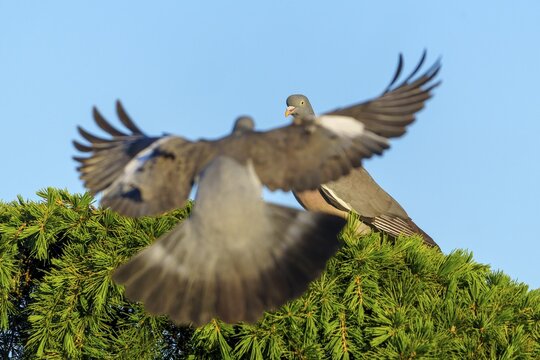 Two pigeons on a conifer, one approaching, in front of a blue sky, wood pigeon (Columba palumbus), wildlife, Germany