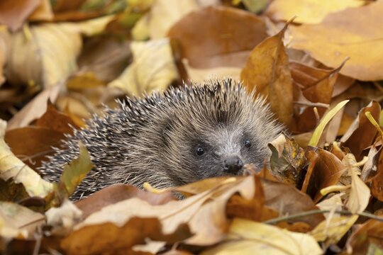 European hedgehog (Erinaceus europaeus) adult animal amongst fallen autumn leaves, England, United Kingdom