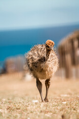Young emu chick standing on sandy grass in coastal dunes with weathered wooden fence and ocean backdrop © PIC by Femke