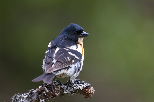 Mountain finch, brambling, Finland, fringilla montifringilla, birds, male, passeri, songbirds, birds