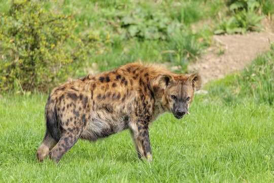 An adult female spotted hyena (Crocuta crocuta) stands on a green meadow and chews a bone