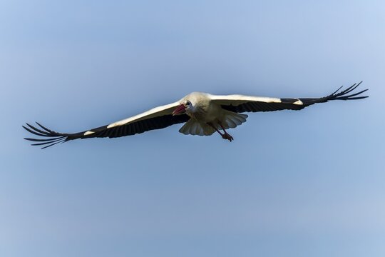 Stork spreading its wings wide in front view against a blue sky, White Stork (Ciconia ciconia), wildlife, Germany