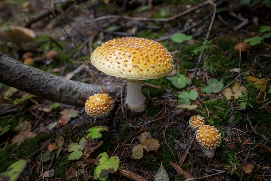 Fly agarics (Amanita muscaria), on forest floor, Canada