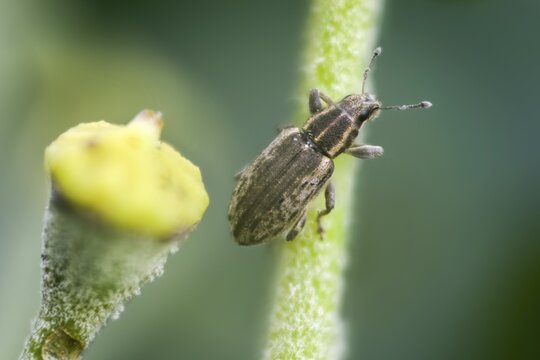 Alfalfa weevils, weevils, sitona weevil, sitona humeralis, beetles, coleoptera, insects, beetles