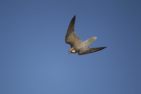 Lanner falcon (Falco biarmicus) adult bird of prey diving down in flight, England, United Kingdom - Captive