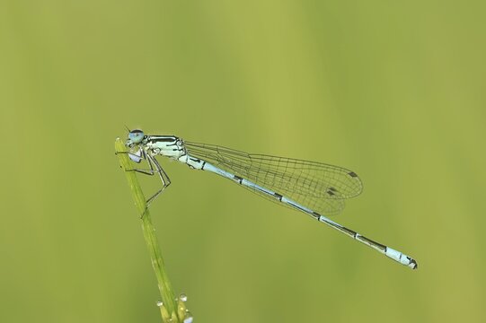 Azure damselfly (Coenagrion puella), male, North Rhine-Westphalia, Germany