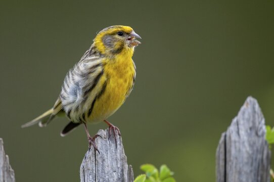 European Serin, serine, serinus serinus, birds, garden, garden fence, song, male, passeri, singing, songbirds, songbirds, birds