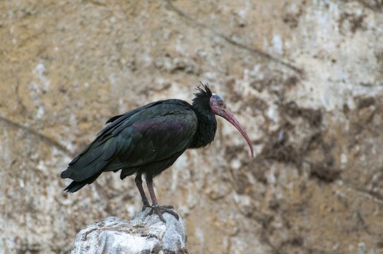 Geronticus eremita, wild rapp, birds, ciconiiformes, walking birds, stork birds, birds