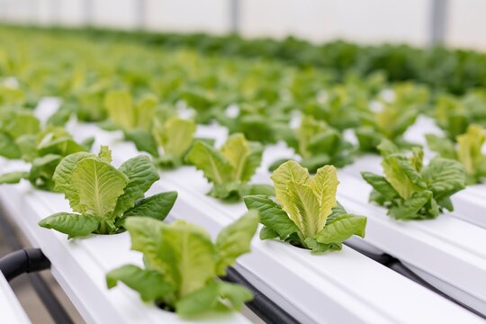 The Lettuce Crop Growing in a Modern Hydroponic Greenhouse System