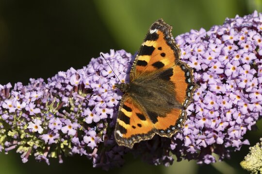 Small tortoiseshell butterfly (Aglais urticae) adult insect feeding on a garden purple Buddleja or Buddleia flower in summer, Suffolk, England, United Kingdom