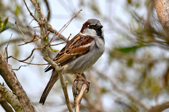 Haussperling // House sparrow (Passer domesticus)