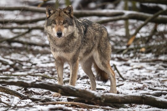Gray wolf (Canis lupus), Winter, Neuhaus, Lower Saxony, Germany