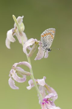 Brown argus (Aricia agestis) on the common levcoje (Matthiola fruticulosa), Provence, southern France