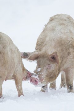 Domestic pig (Sus scrofa domesticus) two adult farm animals greeting each other on a snow covered field in winter, England, United Kingdom