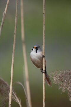 Bearded tit or reedling (Panurus biarmicus) adult male bird on a Common reed stem in a reedbed, England, United Kingdom