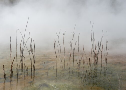 Dead branches in thermal lake, steaming water, hot spring, Kuirau Park, Rotorua, New Zealand