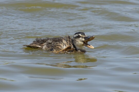 Mallard duck (Anas platyrhynchos) juvenile baby duckling bird quacking on a lake, England, United Kingdom